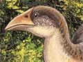 The adzebill (Aptornis)