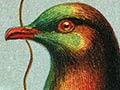 Interactive: Native birds of New Zealand