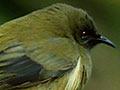 Video: Bird stories