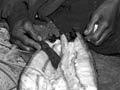 Drying eels (2nd of 2)