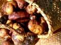 Potato harvest