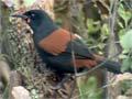 Video: Saddleback feeding