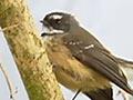 Video: Fantail flitting