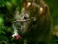 Video: Impact of rats