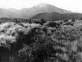 1888 earthquake rupture