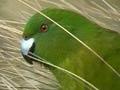 Video: Antipodes Island parakeets