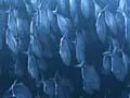 Video: Shark dispersing fish