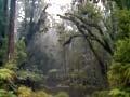 Video: Rain and rainforest