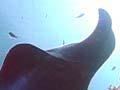 Video: Poor Knights marine reserve