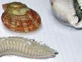 Organisms found in sea chests (2nd of 2)