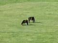 Video: Kaimanawa horses
