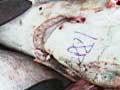 Shark fins