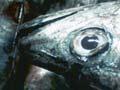 Fishing for hoki