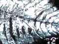 Light-producing creatures 