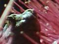 Video: Geckos feeding