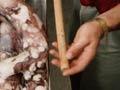 Giant squid