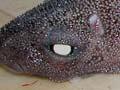 Prickly shark