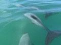 Video: Protecting the Hector’s dolphin