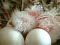 Video: Kea nest with eggs and a chick