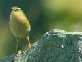 Video: Rock wren nest