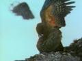 Video: Kea mating