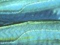 Mackerel markings (3rd of 3)