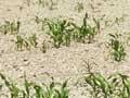 Wairarapa drought