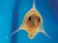 Organisms in ballast water