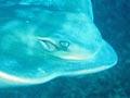 Eagle ray