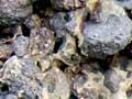 Beach limestone, Motukorea Island (2nd of 2)
