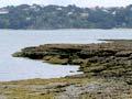 Beach platform, Motukorea Island (1st of 2)