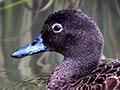 Brown teal – pāteke