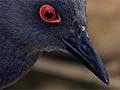 Spotless crake