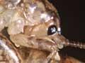 Cave wētā