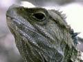 Video: Evolution of tuatara