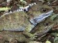 Video: Tuatara mating 