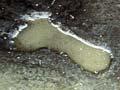Footprint in Rangitoto ash 