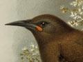 Saddlebacks, by John Gerrard Keulemans
