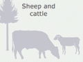 Drawing with tree and animals and title Sheep and cattle