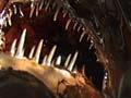Humpback anglerfish
