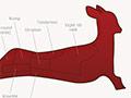 Diagram of a deer showing where the various meat cuts come from on the animal