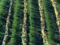 Ōpihi vineyard
