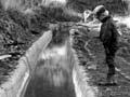 Irrigation and dairying