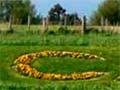 Daffodil capital