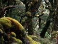 Tararua fairyland