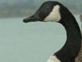 Wetland game birds: Canada goose 