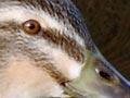 Wetland game birds: mallard ducks 