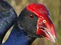 Wetland game birds: pūkeko 