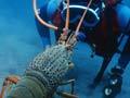 Underwater photography