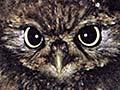 Little owl with dead thrush